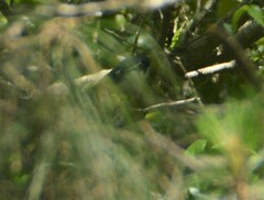 Setophaga caerulescens