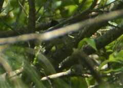 Setophaga caerulescens