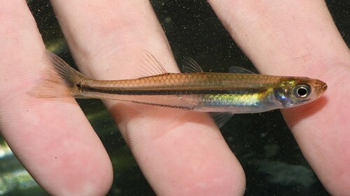 Inland Silverside