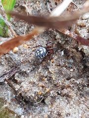 Steatoda albomaculata