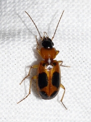 Badister neopulchellus