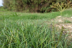 Paspalum distichum