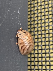 Paropsisterna intacta