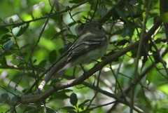 Empidonax flaviventris