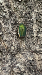 Cotinis mutabilis
