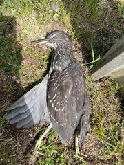Nycticorax nycticorax