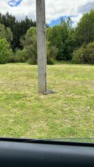 Nycticorax nycticorax