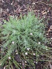 Rhodanthe anthemoides