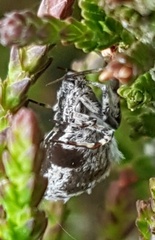 Uloborus walckenaerius