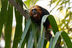 Leontopithecus chrysomelas