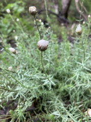 Rhodanthe anthemoides