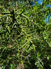 Catesbaea holacantha