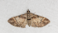 Mnesiloba eupitheciata