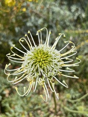Grevillea scapigera