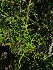 Catesbaea holacantha