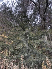Juniperus virginiana