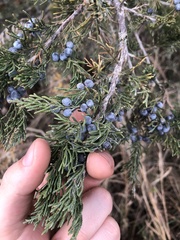 Juniperus virginiana