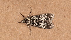 Scoparia exhibitalis