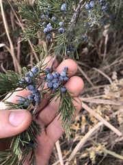 Juniperus virginiana