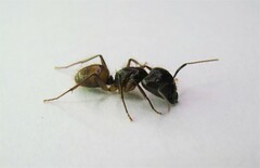 Camponotus atriceps