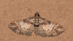 Mnesiloba eupitheciata