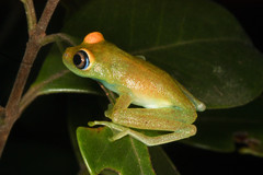 Boophis viridis