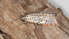 Utetheisa pulchelloides