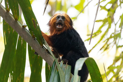 Leontopithecus chrysomelas