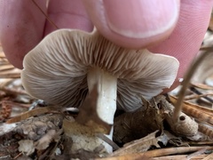 Hebeloma