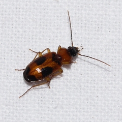 Badister neopulchellus