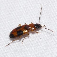 Badister neopulchellus