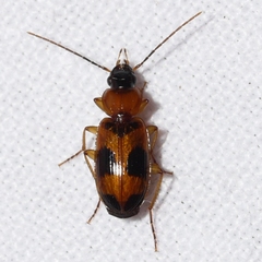 Badister neopulchellus