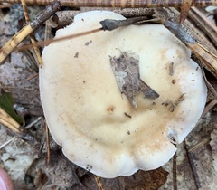Hebeloma