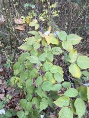 Rubus affinis
