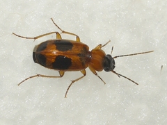 Badister neopulchellus