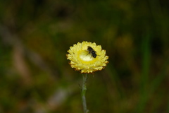 Parasphecodes