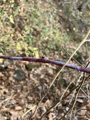 Rubus affinis