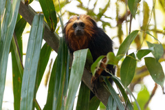 Leontopithecus chrysomelas