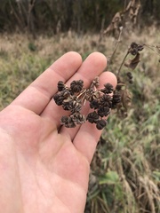 Napaea dioica