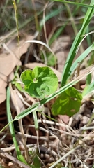 Dichondra repens