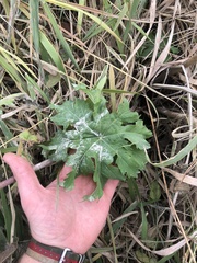 Napaea dioica
