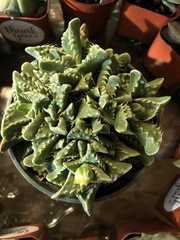 Faucaria