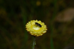 Parasphecodes