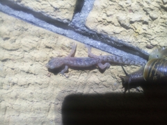 Afrogecko porphyreus