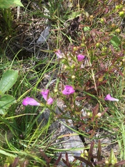 Agalinis neoscotica