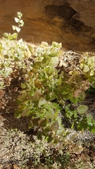 Brickellia californica