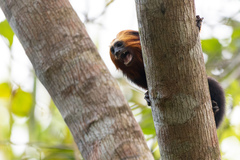 Leontopithecus chrysomelas