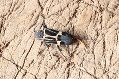 Calydon submetallicum