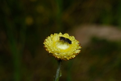 Parasphecodes