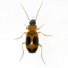 Badister neopulchellus